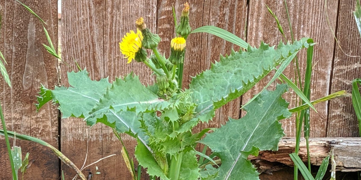 Annual Sowthistle Control