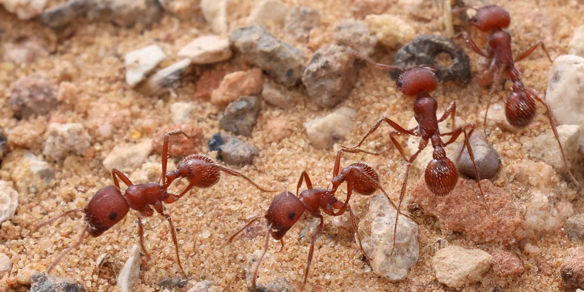 Harvester Ant Control