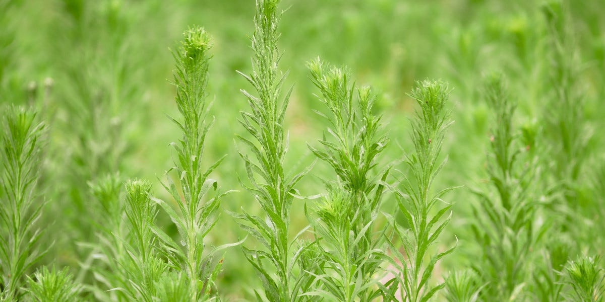 Horseweed Control