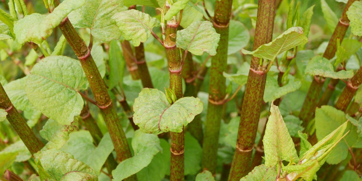 Japanese Bamboo (Japanese Knotweed) Control