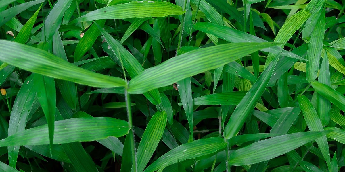 Japanese Stiltgrass Control