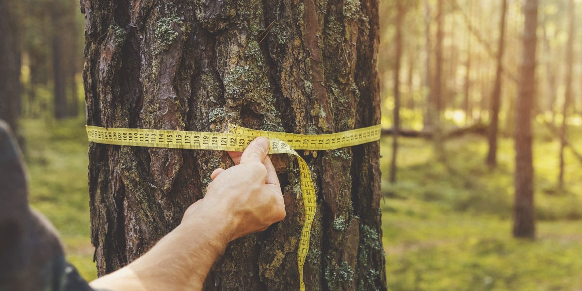 How to Measure A Tree