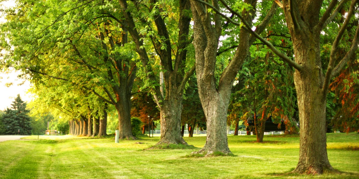 Insects in Food-Bearing Plants & Trees