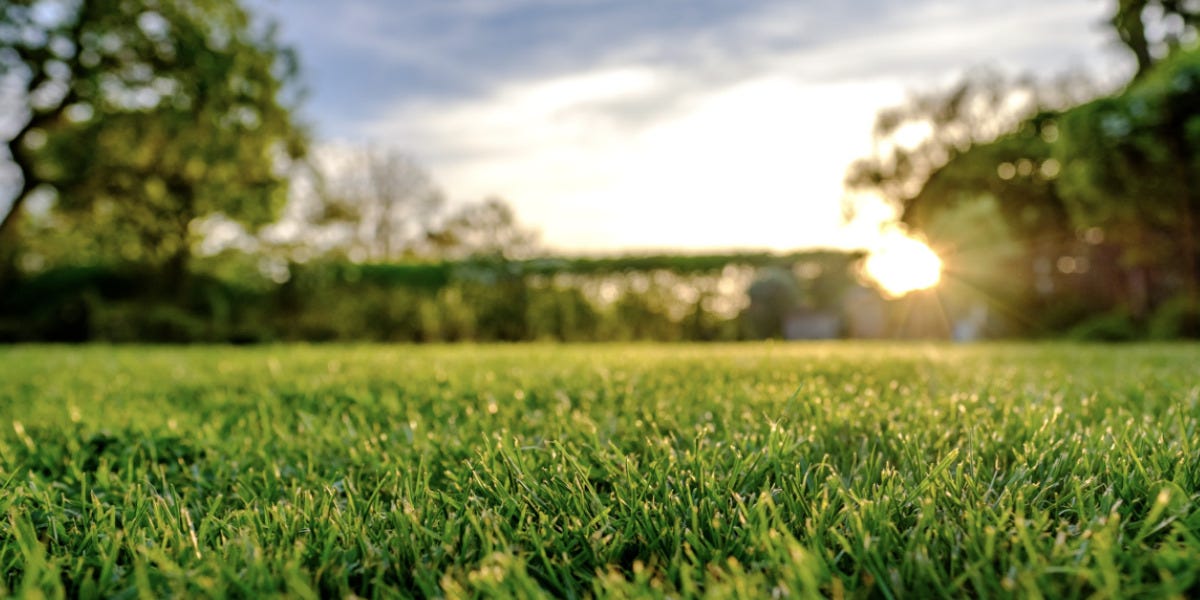 Fungus & Diseases in Lawn