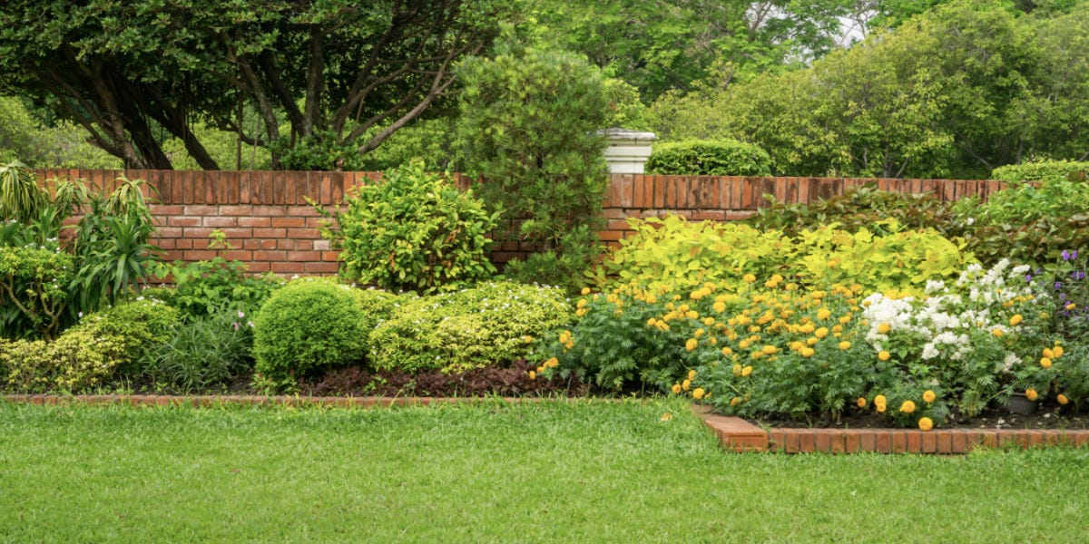 Fungus & Diseases in Trees/Bushes