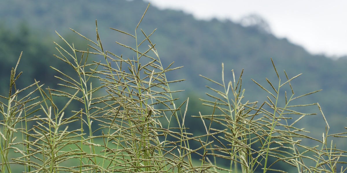 Vaseygrass Control
