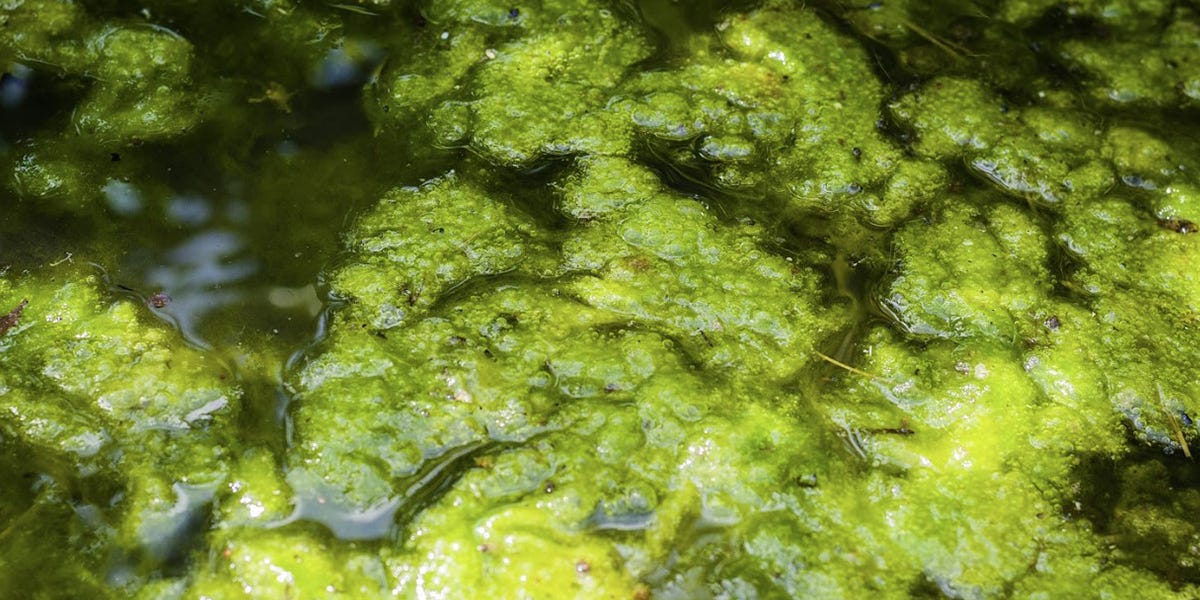 Algae and Moss Control