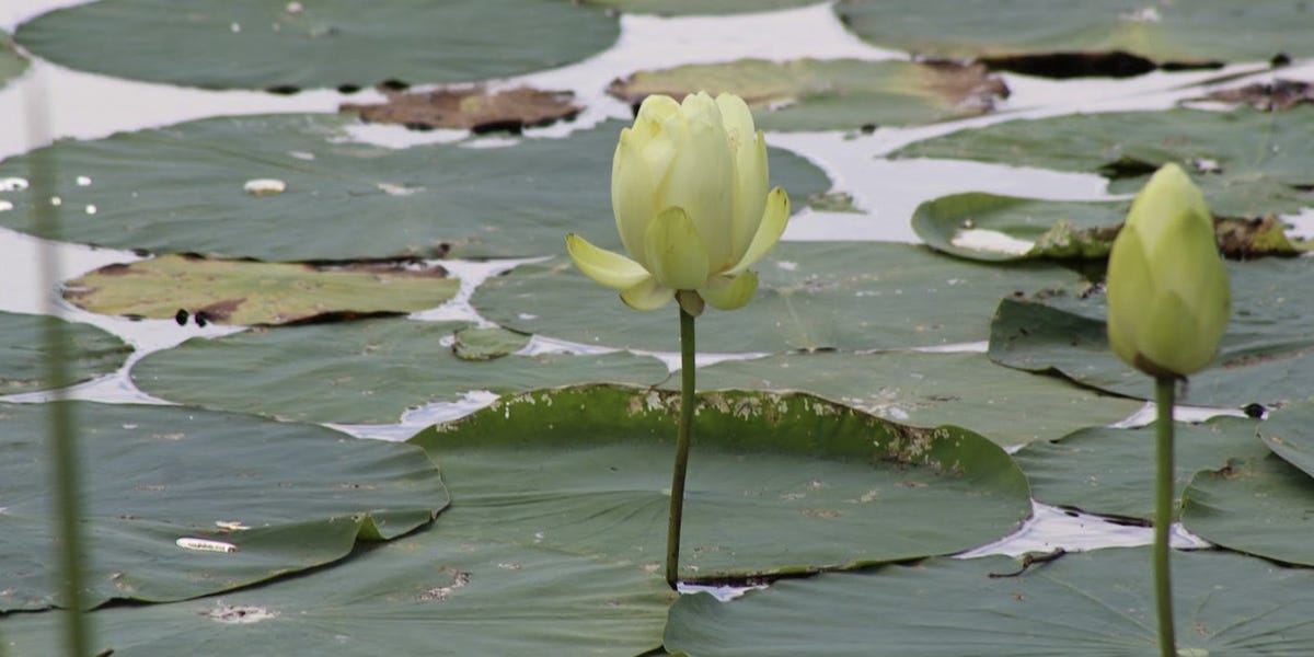 American Lotus Control