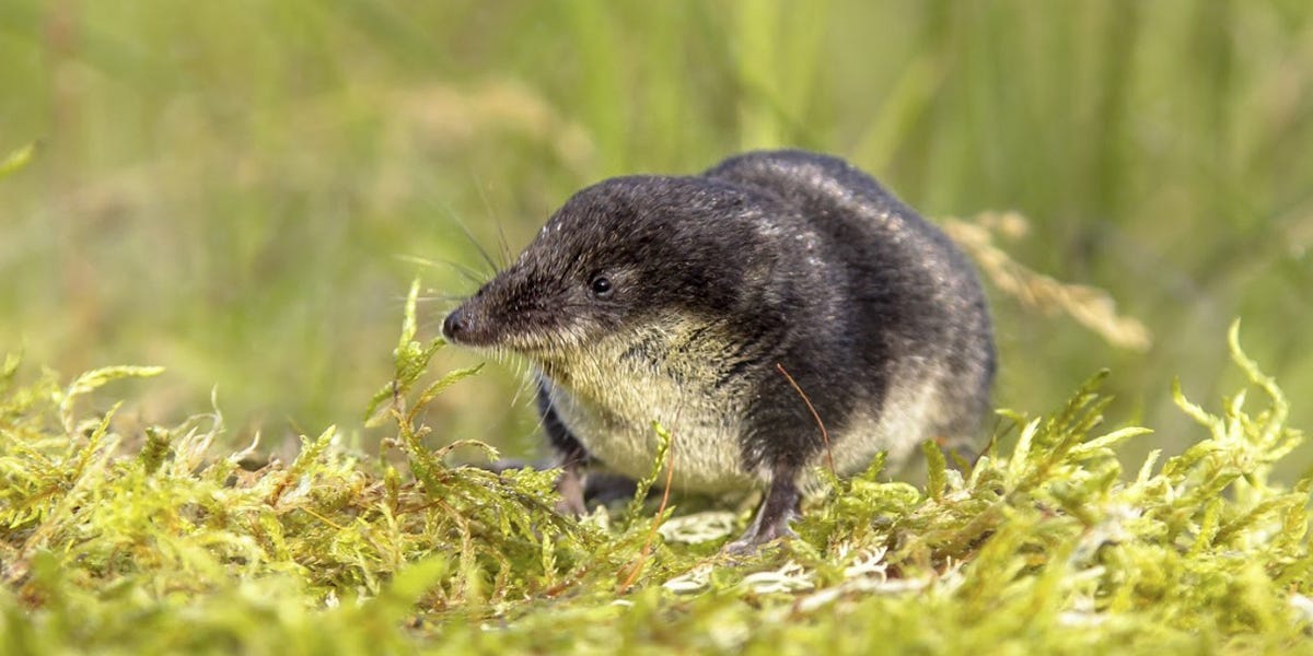 American Shrew Mole Control