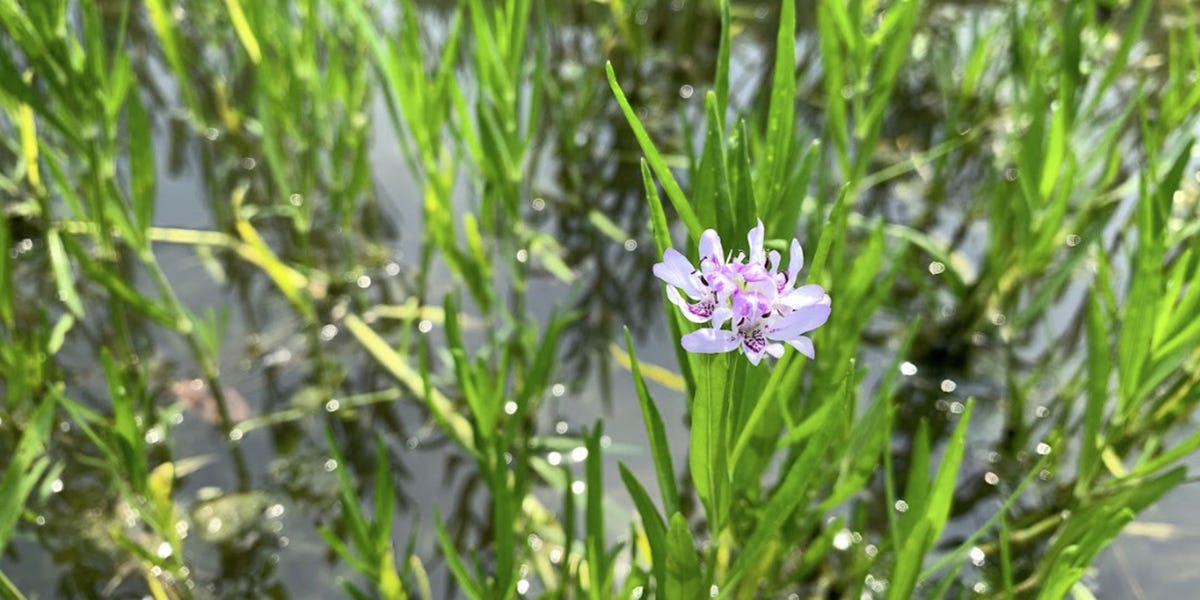 American Water Willow Control