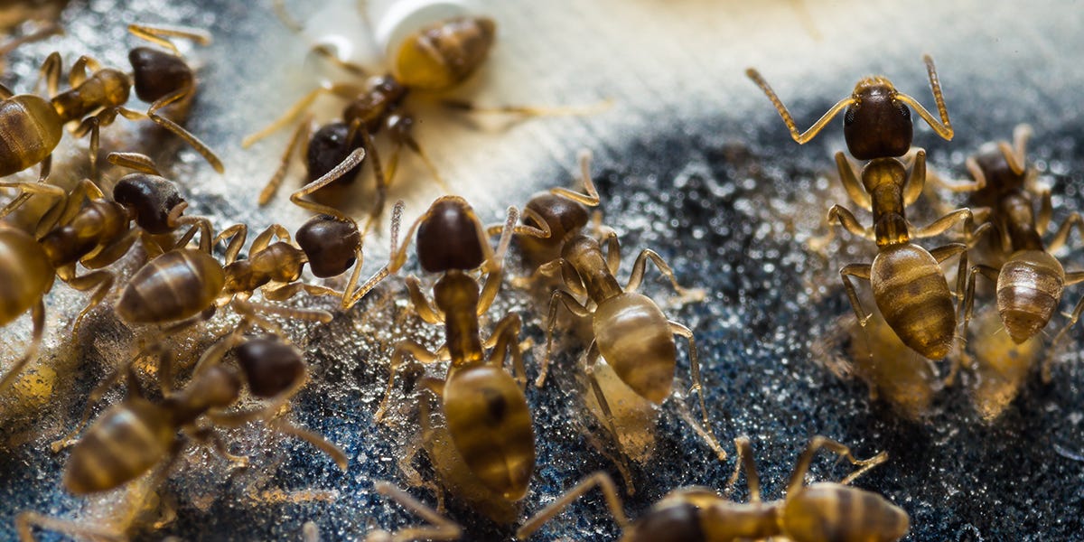 How to Get Rid of Ants From Your Car