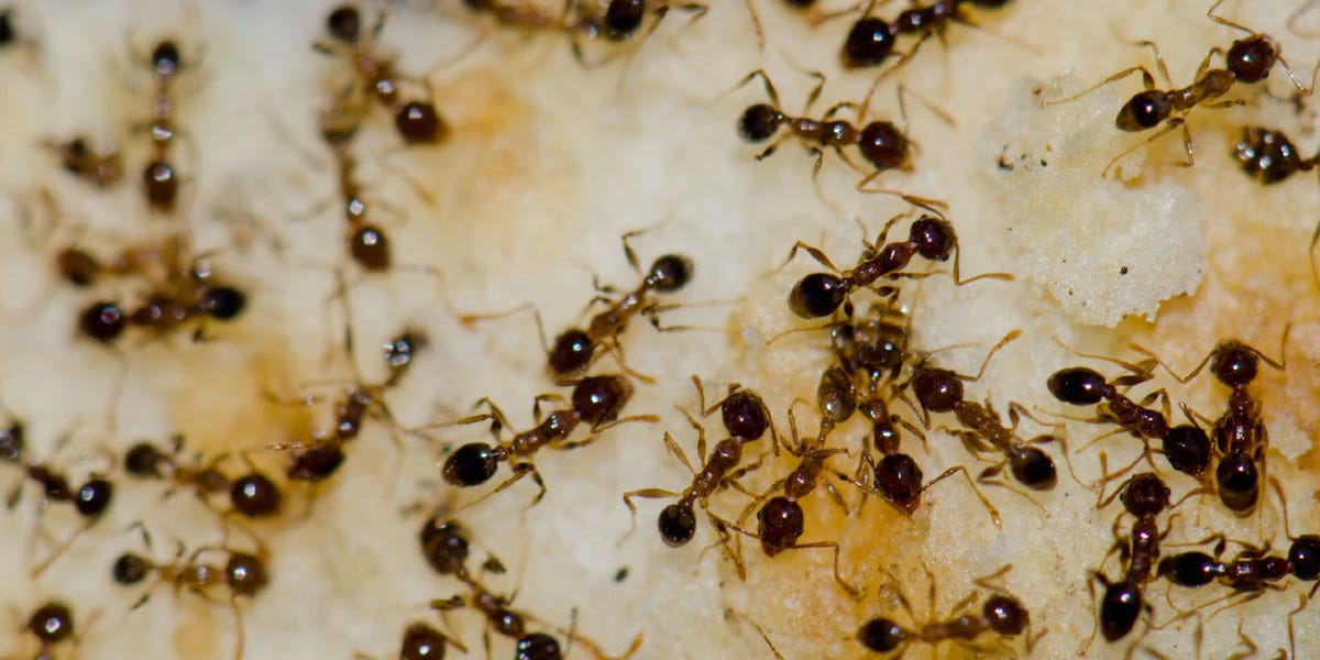 Argentine Ant Control