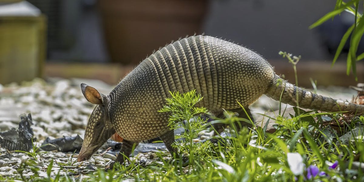 Armadillo Control