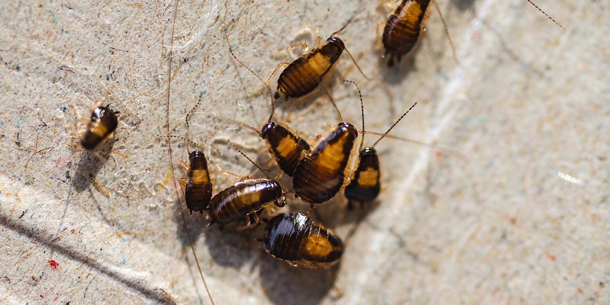Baby Roaches: A Complete Guide to Identification and Control