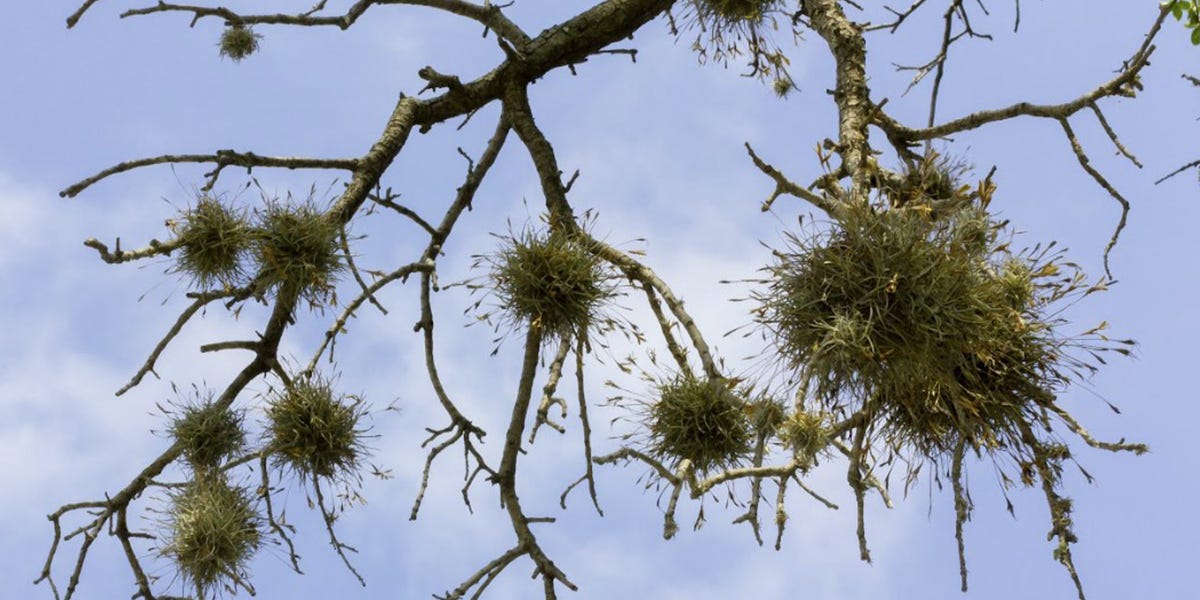 Is green moss on trees harmful?