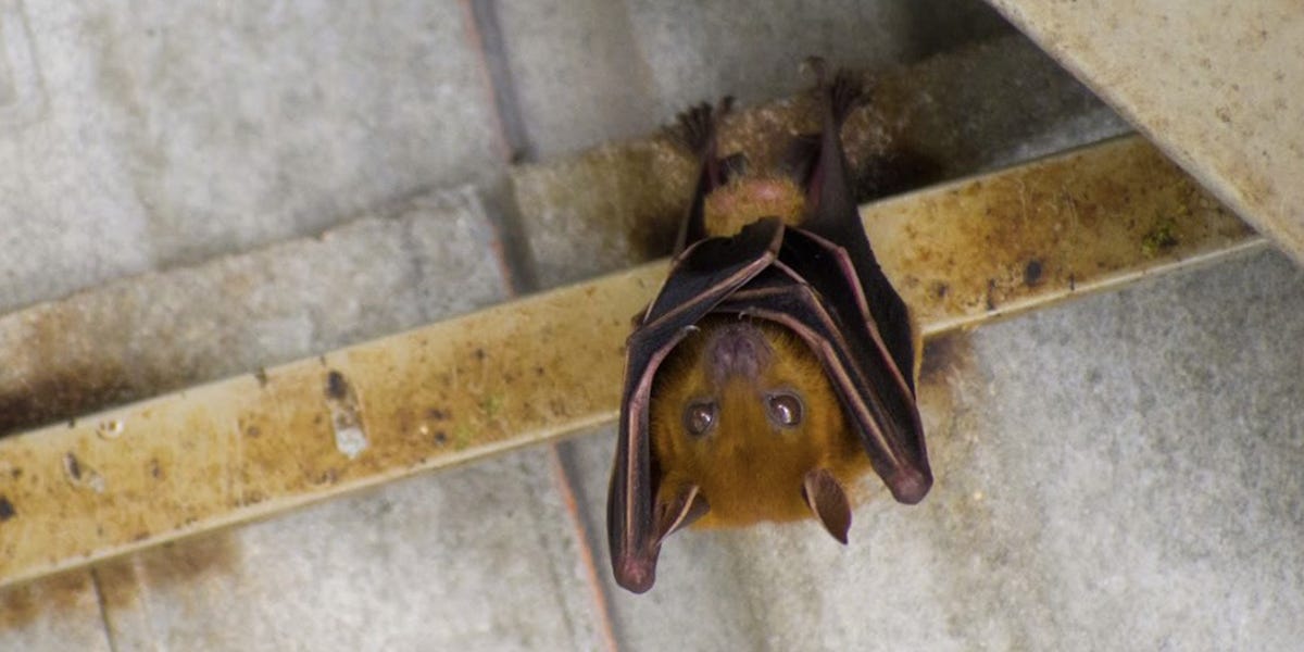 Bat Control: How To Get Rid of Bats