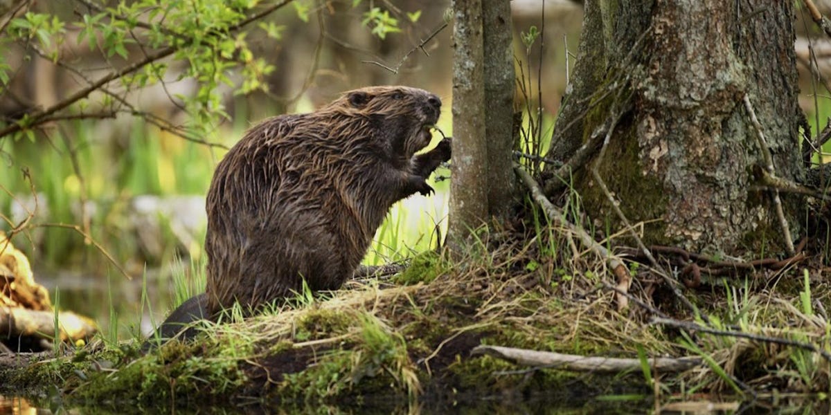 Beaver Control