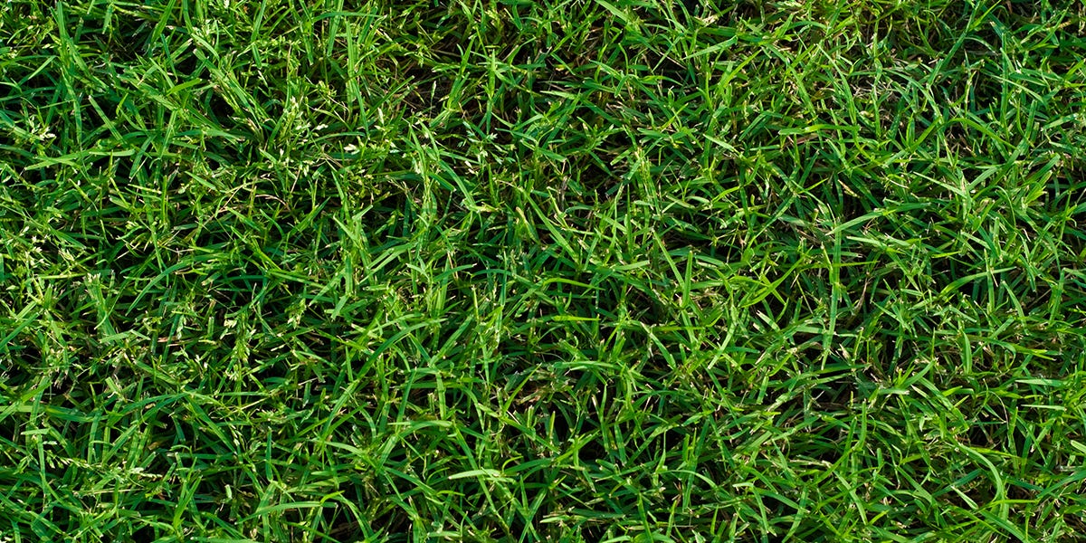 Bermuda Grass Control: How to Maintain Bermuda Grass Yearly