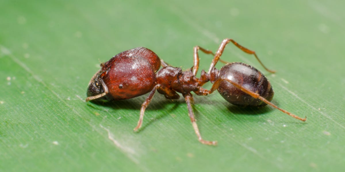 Bigheaded Ant Control
