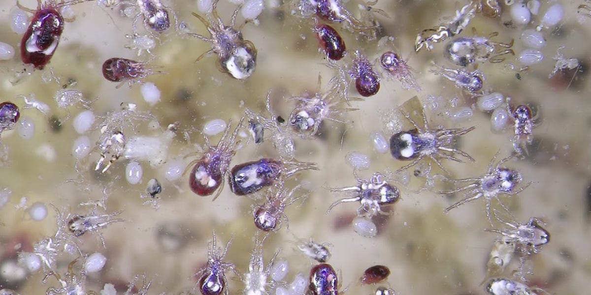 Northern Fowl Mite Control 