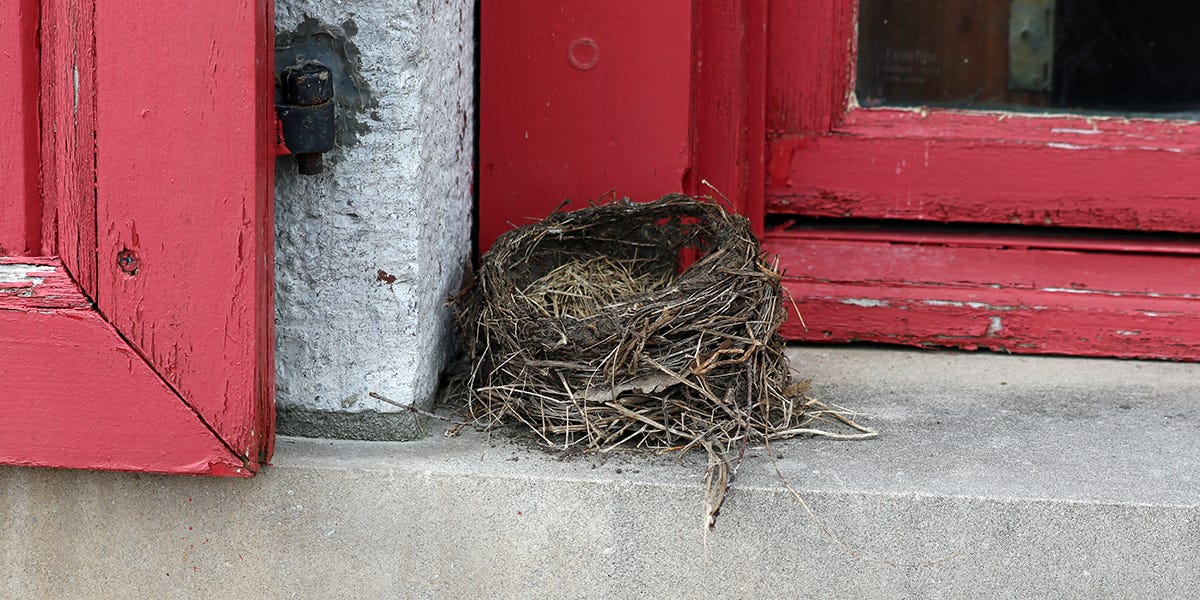 How to Get Rid of a Birds Nest