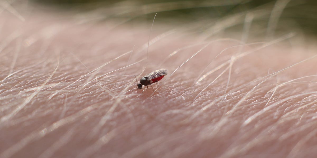 How to Get Rid of Biting Flies at the Beach