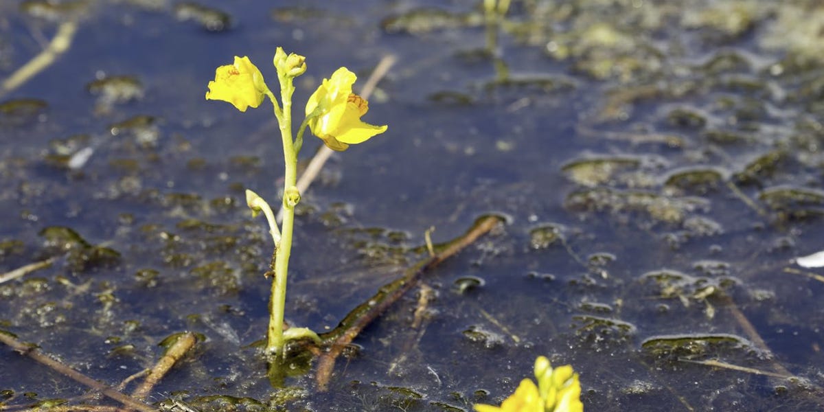 Bladderwort Control