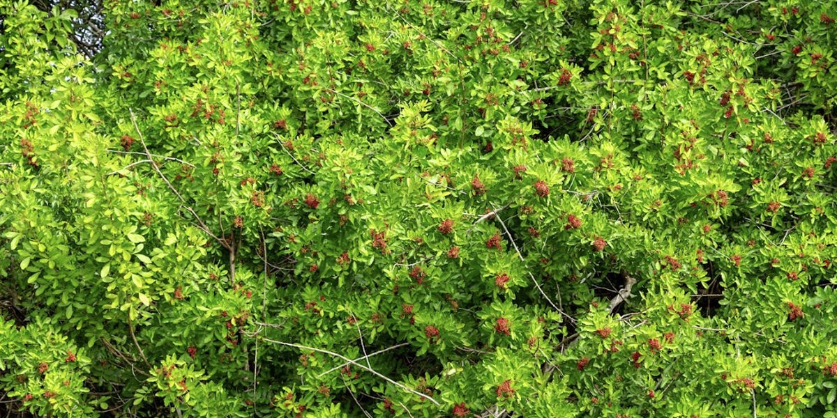 Brazilian Pepper Tree Control