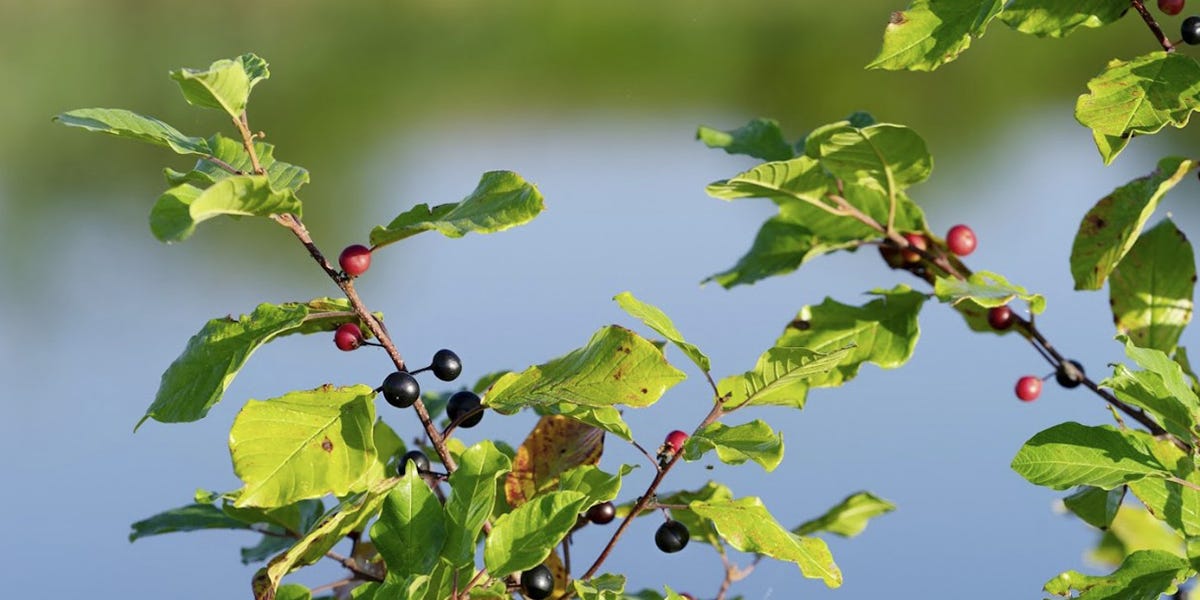 Buckthorn Control