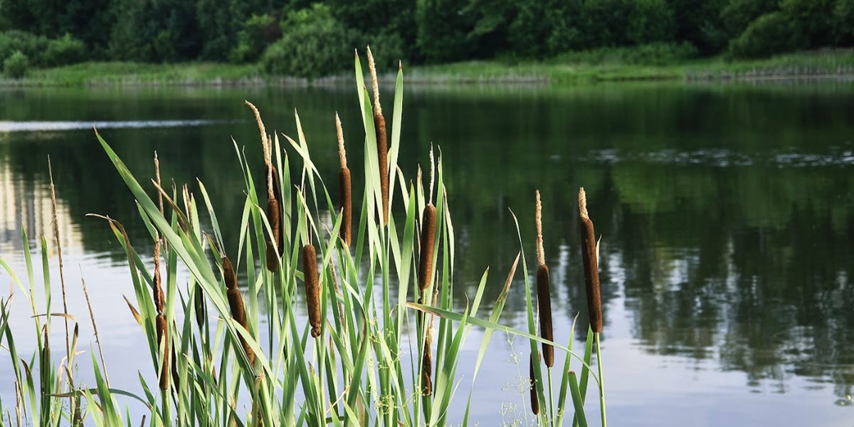 How To Get Rid of Cattail in 4 Easy Steps | DIY Cattail Control