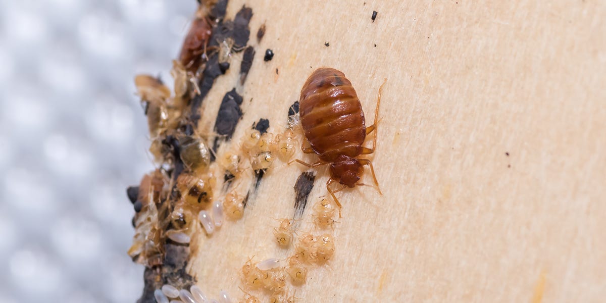 How to Check and Treat Used Furniture For Bed Bugs