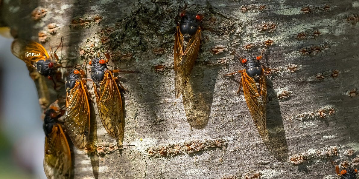 Cicada Control