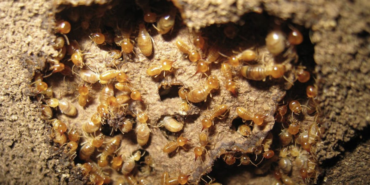 Conehead Termite Control