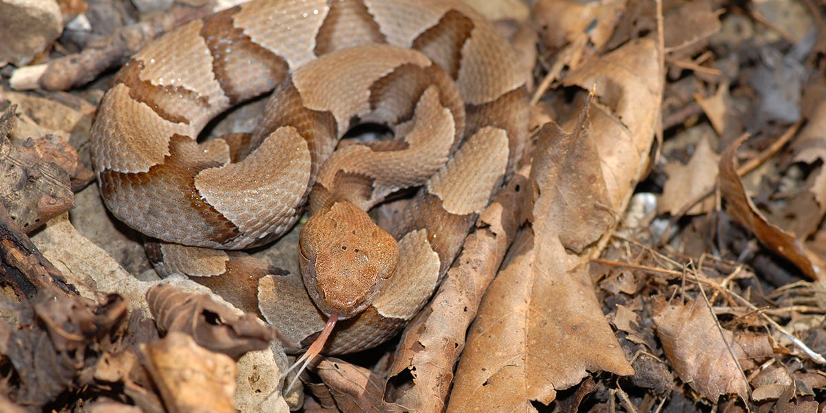 How to Get Rid of Copperhead Snakes  DIY Copperhead Snake Treatment Guide