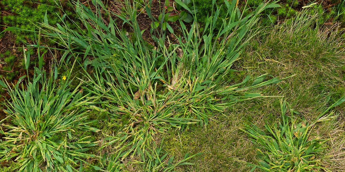 How to Tell the Difference between Quackgrass, Fescue and Crabgrass