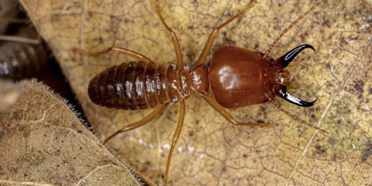 Dampwood Termite Control