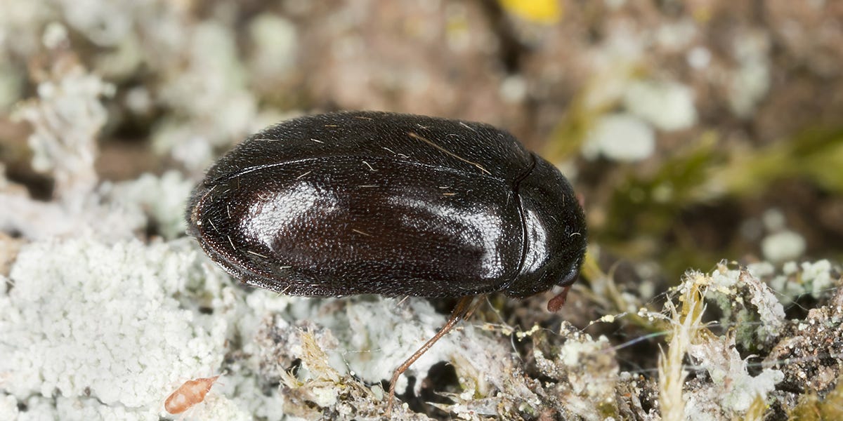 Dermestid Beetle Control