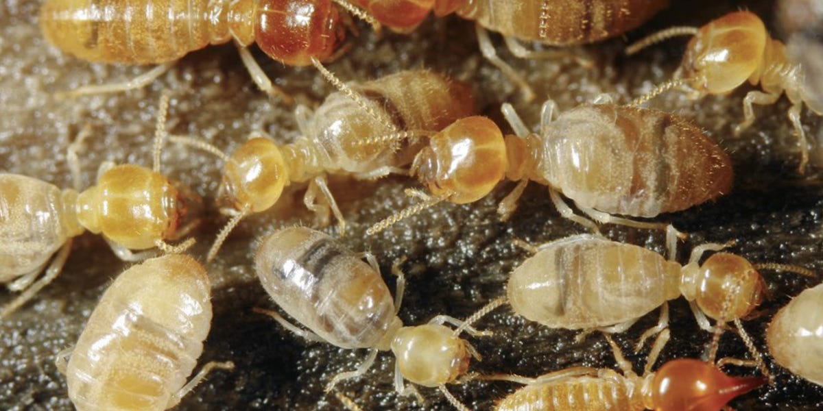 Desert Termite Control