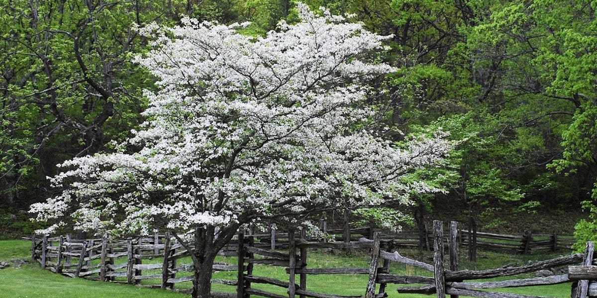 Dogwood Control Dogwood Control