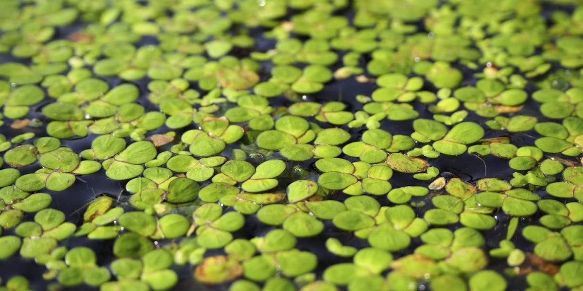 Duckweed Control