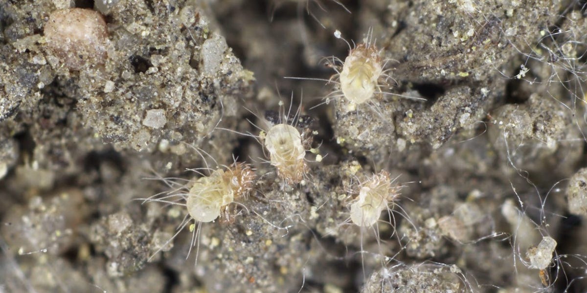 Dust Mite Control