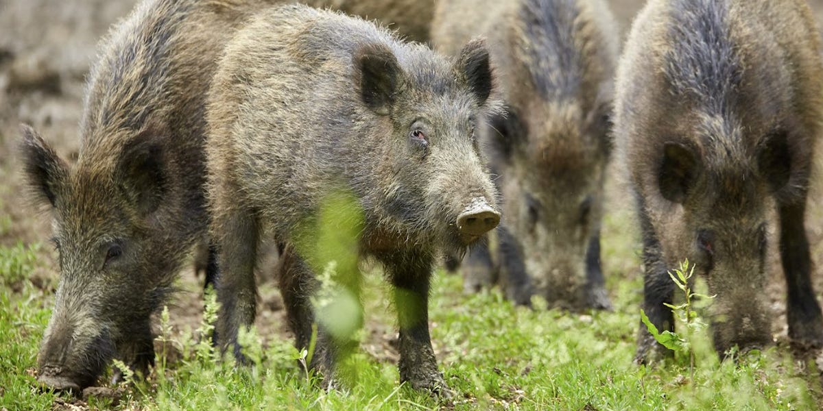 Feral Hog Control