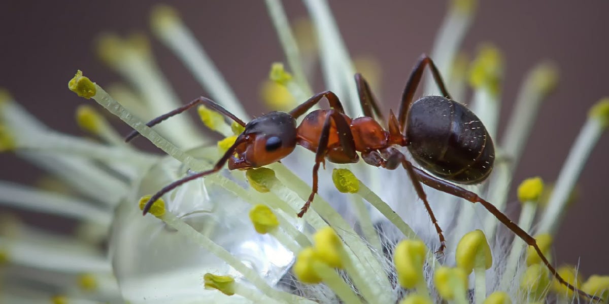 Field Ant Control