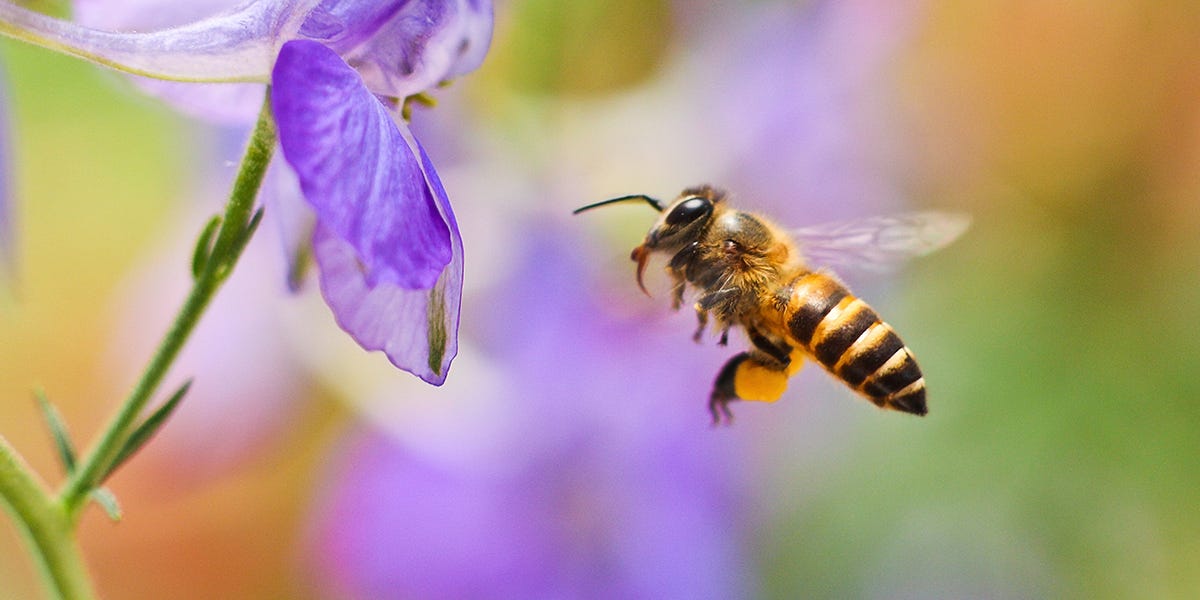How to Get Rid of Bees Home Remedies