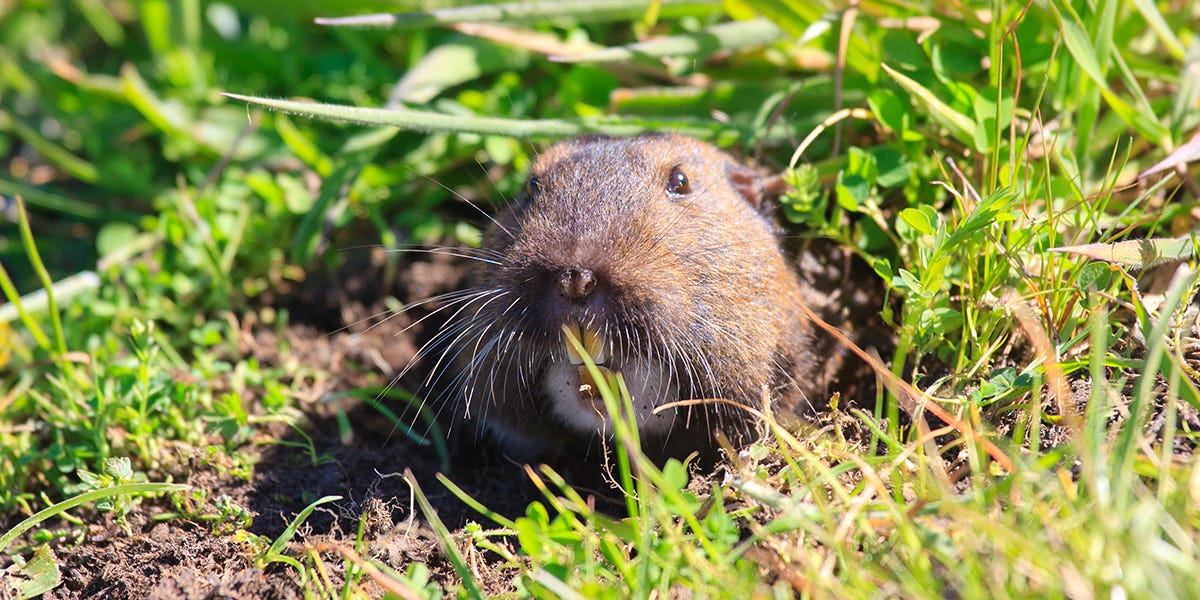 Difference Between Gophers, Moles, and Voles