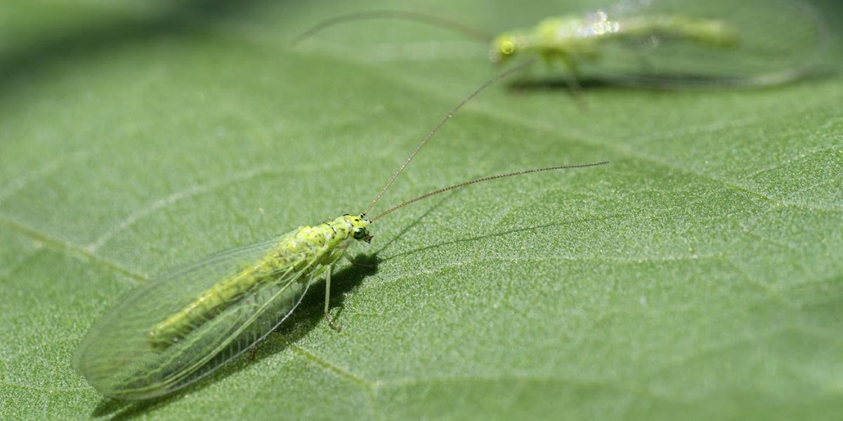 Green Lacewing Control