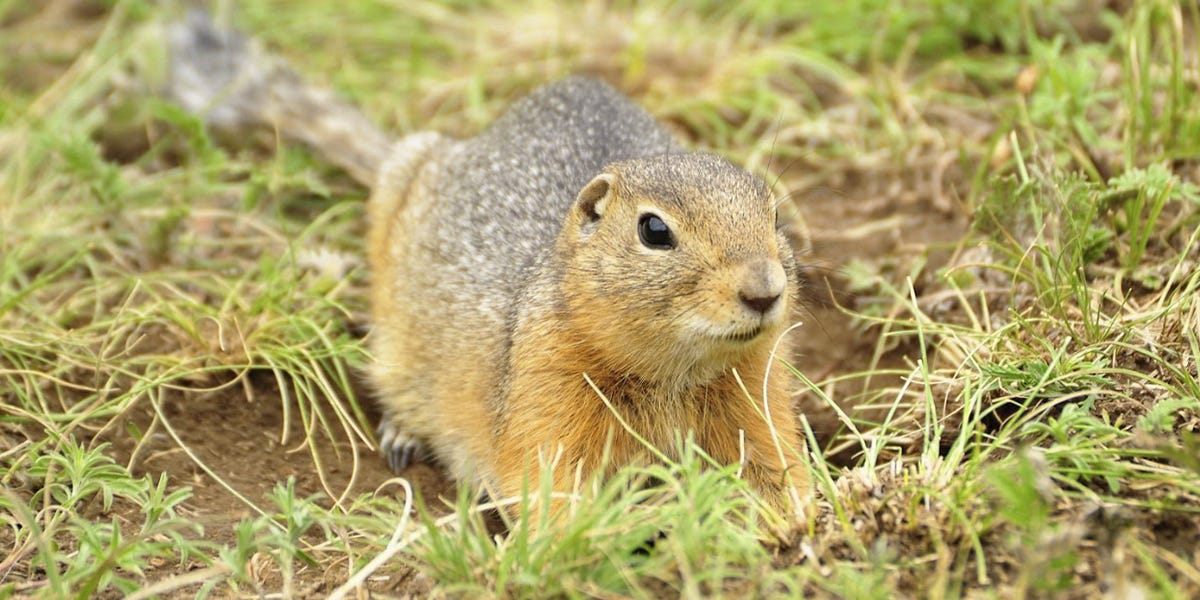 Groundhog Control