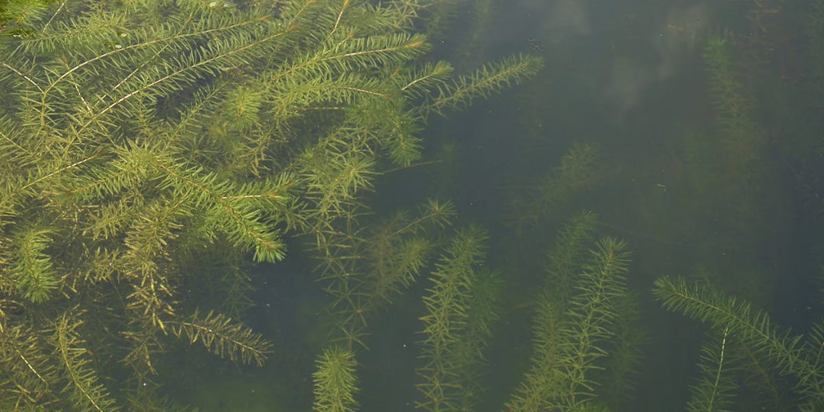 Hydrilla Control