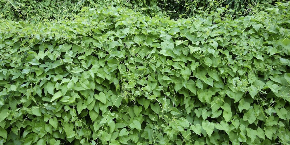 Kudzu Control