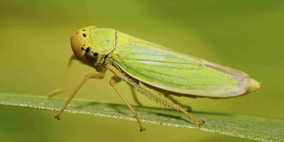 Leaf Hopper Control